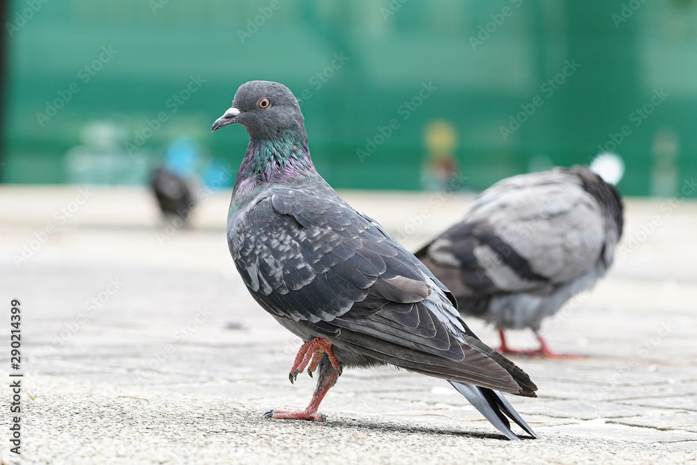 Obraz premium Dove bird close up zoom sharp high quality