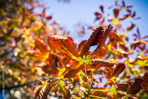 Dry chestnut leaves on the tree, autumn season