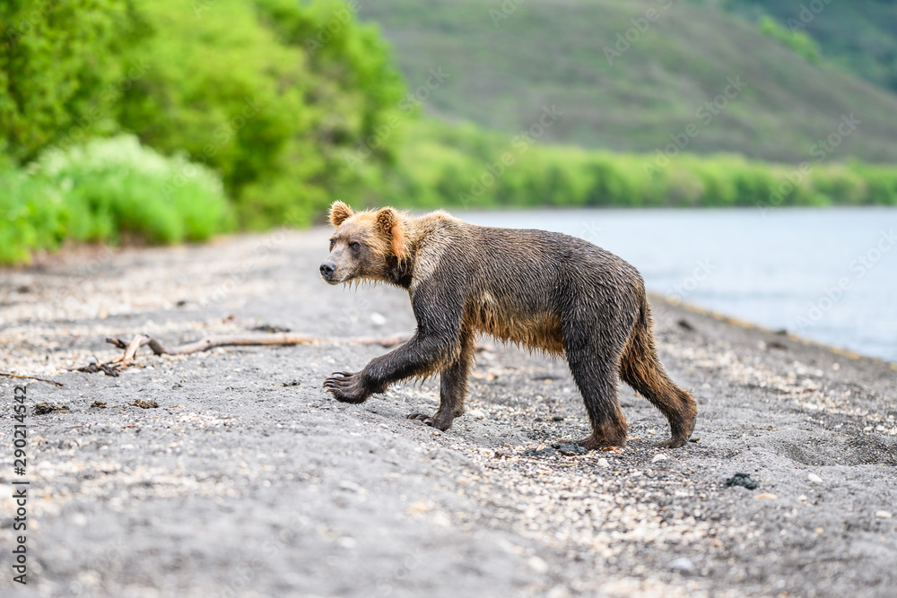 Ruling the landscape, brown bears of Kamchatka (Ursus arctos beringianus) Ruling the landscape, brown bears of Kamchatka (Ursus arctos beringianus)
