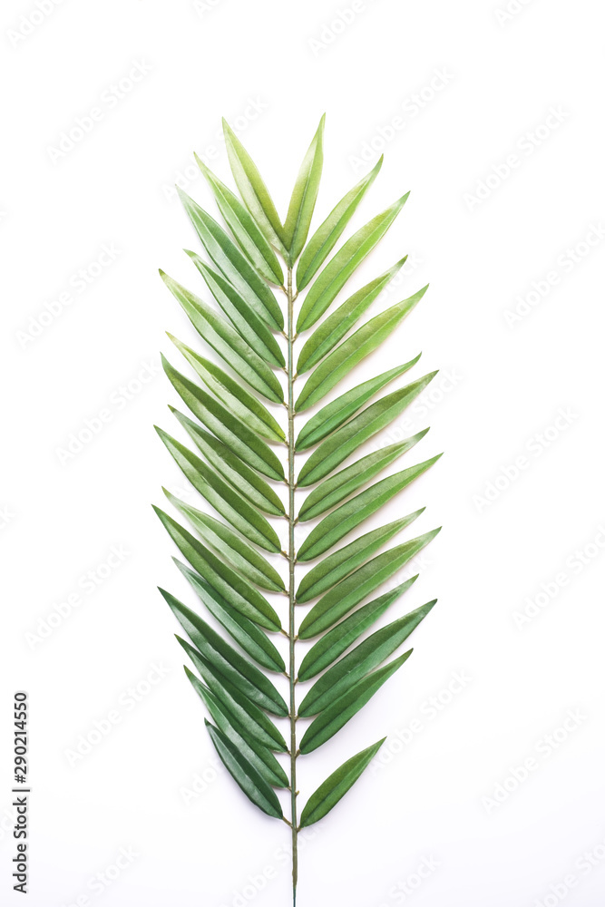 Tropical green palm leaf on white background with copy space. Tropical green palm leaf on white background with copy space.