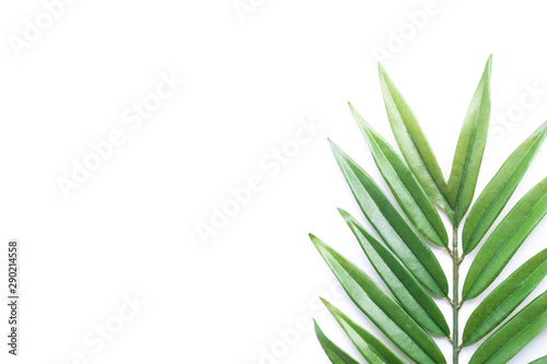 Tropical green palm leaf on white background with copy space.