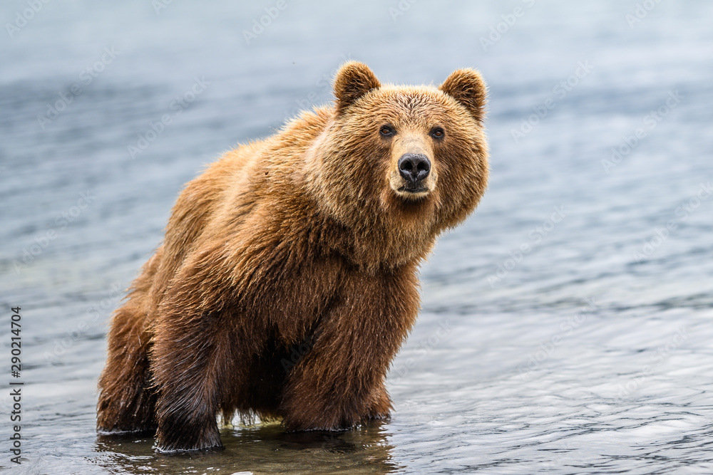Fototapeta premium Ruling the landscape, brown bears of Kamchatka (Ursus arctos beringianus)
