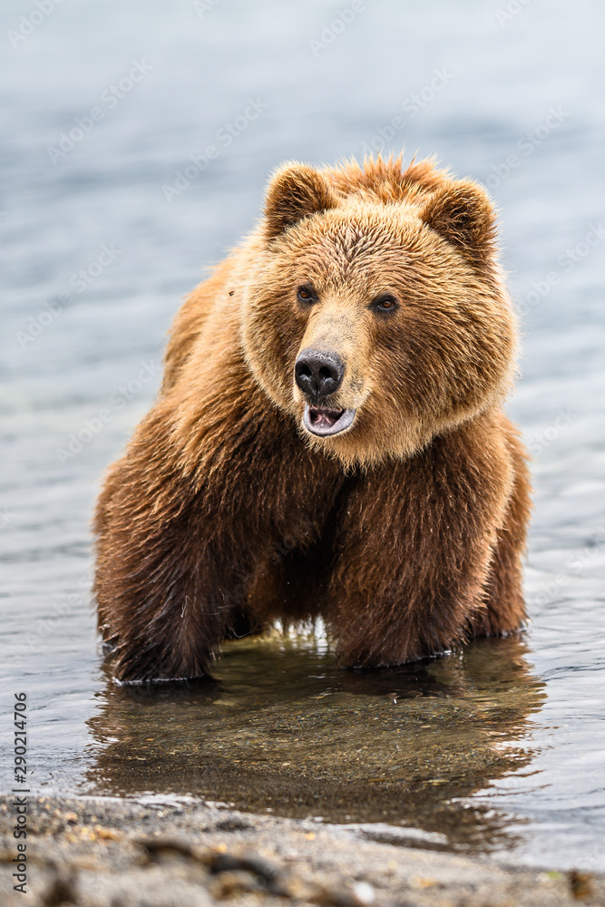 Fototapeta premium Ruling the landscape, brown bears of Kamchatka (Ursus arctos beringianus)