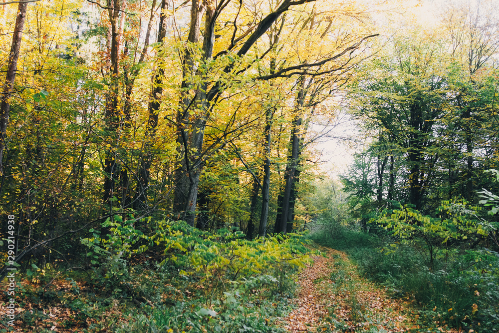 Obraz premium Autumn woods. Beautiful golden trees and path way in fall leaves in sunny warm forest. Oak and hornbeam yellow and green trees. Hello fall. Tranquil moment. Autumnal background.