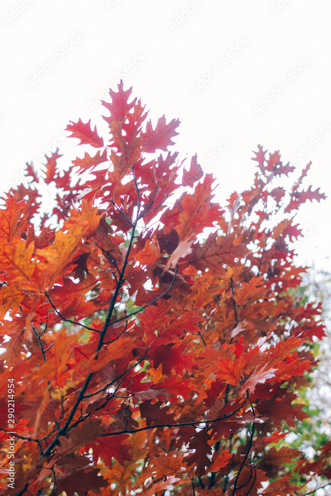 Autumn woods. Beautiful red trees on background of sky in sunny warm forest. Oak tree leaves . Hello fall. Tranquil moment. Autumnal background. Autumn woods. Beautiful red trees on background of sky in sunny warm forest. Oak tree leaves . Hello fall. Tranquil moment. Autumnal background.