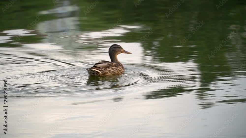 Mallard Duck Close Up. Swimming duck. Mallard. Bird on the lake. Mallard duck swimming on a pond with green water while looking for food Mallard Duck Close Up. Swimming duck. Mallard. Bird on the lake. Mallard duck swimming on a pond with green water while looking for food