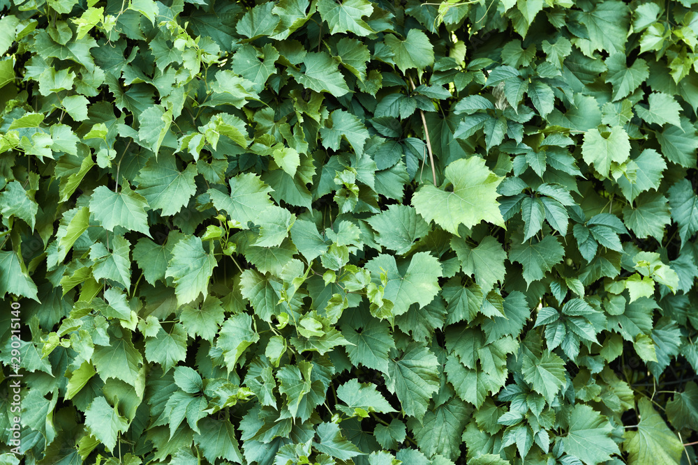 Growing plant with green leaves - obrazy, fototapety, plakaty 