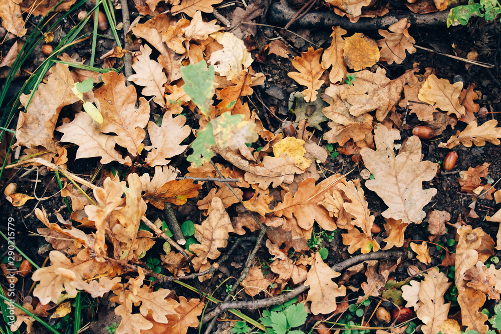 Autumn leaves. Beautiful fall yellow and brown leaves on ground in forest, top view. Autumnal background. Oak and maple leaf Autumn leaves. Beautiful fall yellow and brown leaves on ground in forest, top view. Autumnal background. Oak and maple leaf