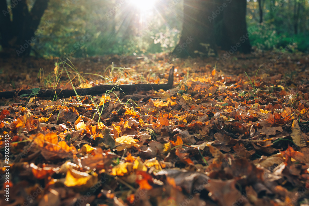 Autumn. Beautiful sunlight and fall yellow and brown leaves with acorns in grass on ground in sunny warm forest. Autumnal background. Oak tree leaf. Hello autumn Autumn. Beautiful sunlight and fall yellow and brown leaves with acorns in grass on ground in sunny warm forest. Autumnal background. Oak tree leaf. Hello autumn