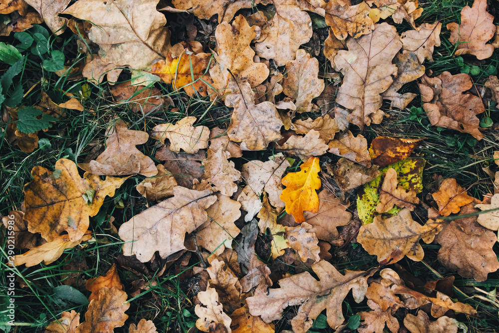 Autumn leaves. Beautiful fall yellow and brown leaves on ground in forest, top view. Autumnal background. Oak and maple leaf