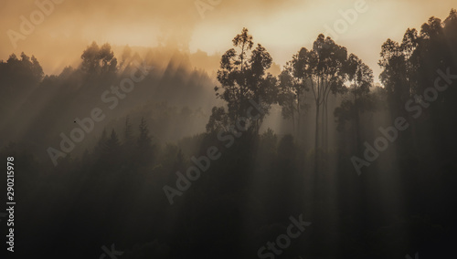 Raios de sol atravessando as árvores na hora dourada