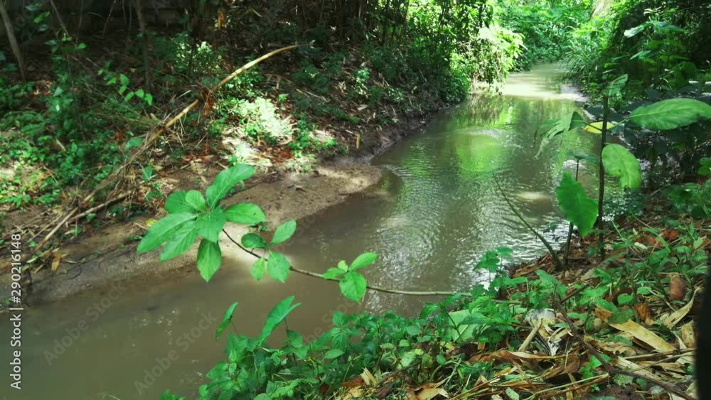 River source watercourse in the jungle River source watercourse in the jungle