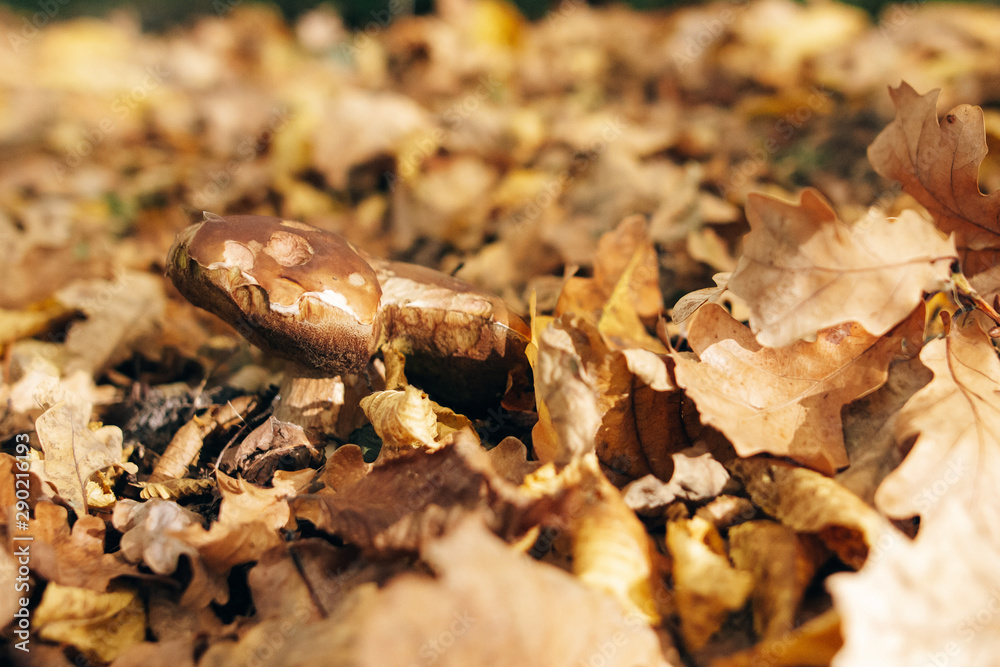 Big Boletus edulis mushroom in autumn leaves in warm sunny woods. Picking mushrooms in forest. Porcini with fall leaves on background of yellow woods. Copy space. Mushroom hunting Big Boletus edulis mushroom in autumn leaves in warm sunny woods. Picking mushrooms in forest. Porcini with fall leaves on background of yellow woods. Copy space. Mushroom hunting