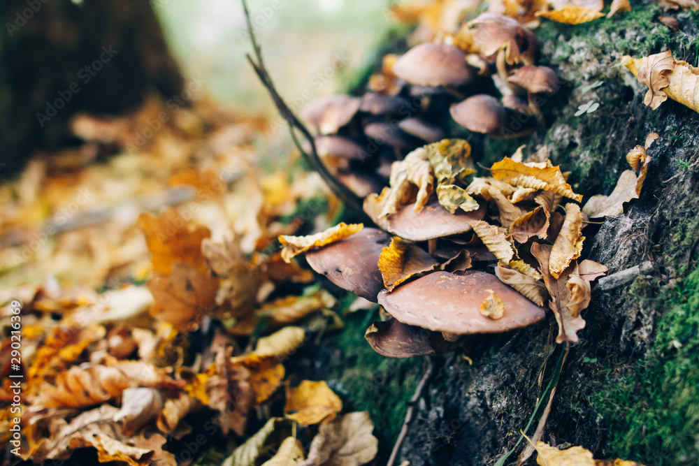 Mushrooms on stump with green moss and autumn leaves in sunny woods. Mushroom hunting in autumn forest. Psathyrella piluliformis. Gilled fungi Mushrooms on stump with green moss and autumn leaves in sunny woods. Mushroom hunting in autumn forest. Psathyrella piluliformis. Gilled fungi