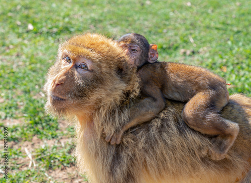 Gibraltar monkey with his son