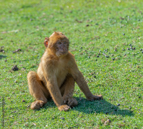 Gibraltar monkey sitting on the grass