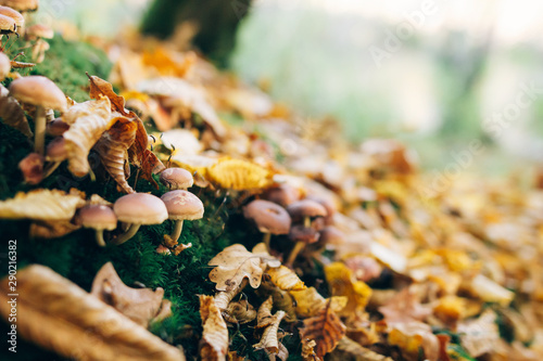 Mushrooms on stump with green moss and autumn leaves in sunny woods. Mushroom hunting in autumn forest. Psathyrella piluliformis. Gilled fungi photo