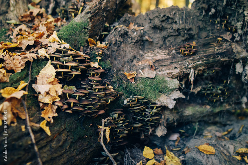 Mushrooms on stump with green moss and autumn leaves in sunny woods. Mushroom hunting in autumn forest. Psathyrella piluliformis. Gilled fungi photo