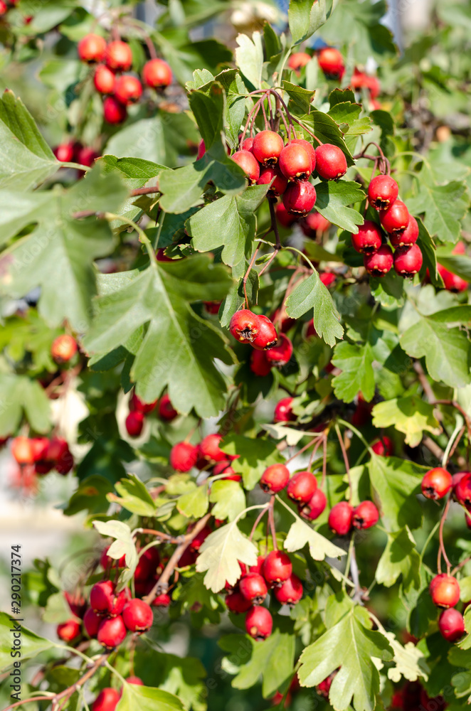 Ripe red berries of hawthorn on branch in autumn. Outdoors