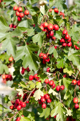 Ripe red berries of hawthorn on branch in autumn. Outdoors