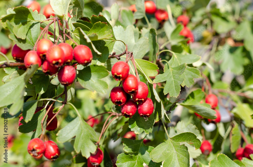 Ripe red berries of hawthorn on branch in autumn. Closeup. Outdoors