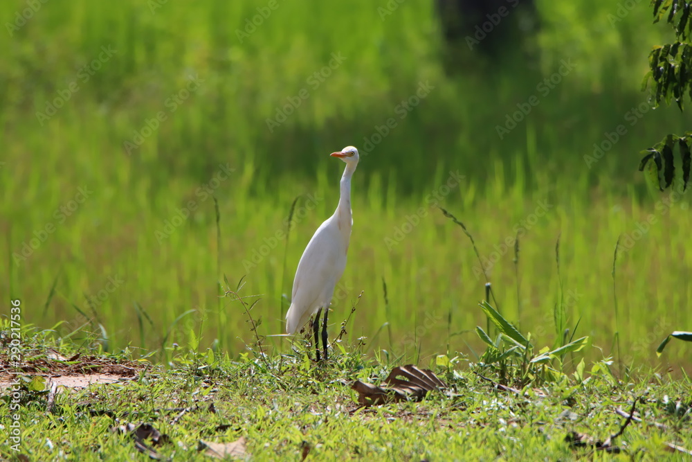 Obraz premium Egret in field
