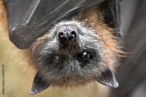 Tableau sur toile this is a close up of a fruit bat