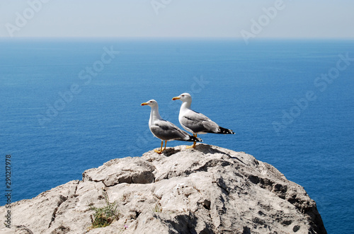 a pair of seagulls sits on a stone and looks into the distance against the backdrop of the Black Sea