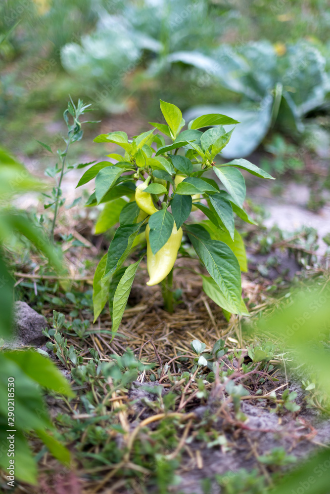 Beautiful green peppers in a rural garden Beautiful green peppers in a rural garden