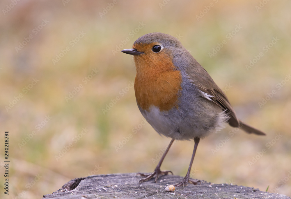 European robin (Erithacus rubecula), a cute little bird. European robin (Erithacus rubecula), a cute little bird.