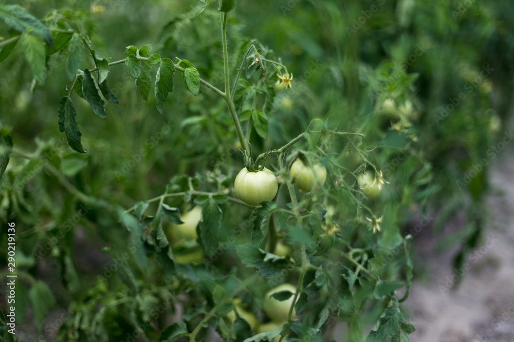Unripe green tomatoes in a rural garden