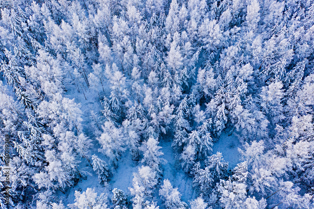 Snow covers high trees in mixed forest, winter landscape. Cold weather concept. Magic moment in woods Snow covers high trees in mixed forest, winter landscape. Cold weather concept. Magic moment in woods