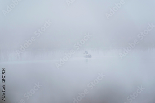 Mallard in misty lake in winter.