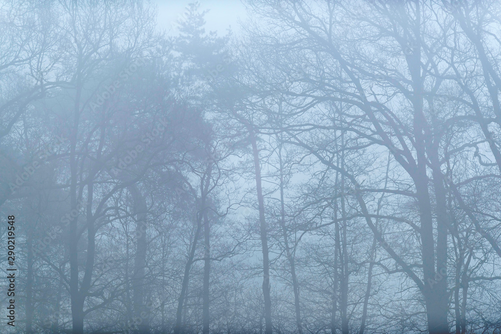 Bare trees on misty morning. Bare trees on misty morning.