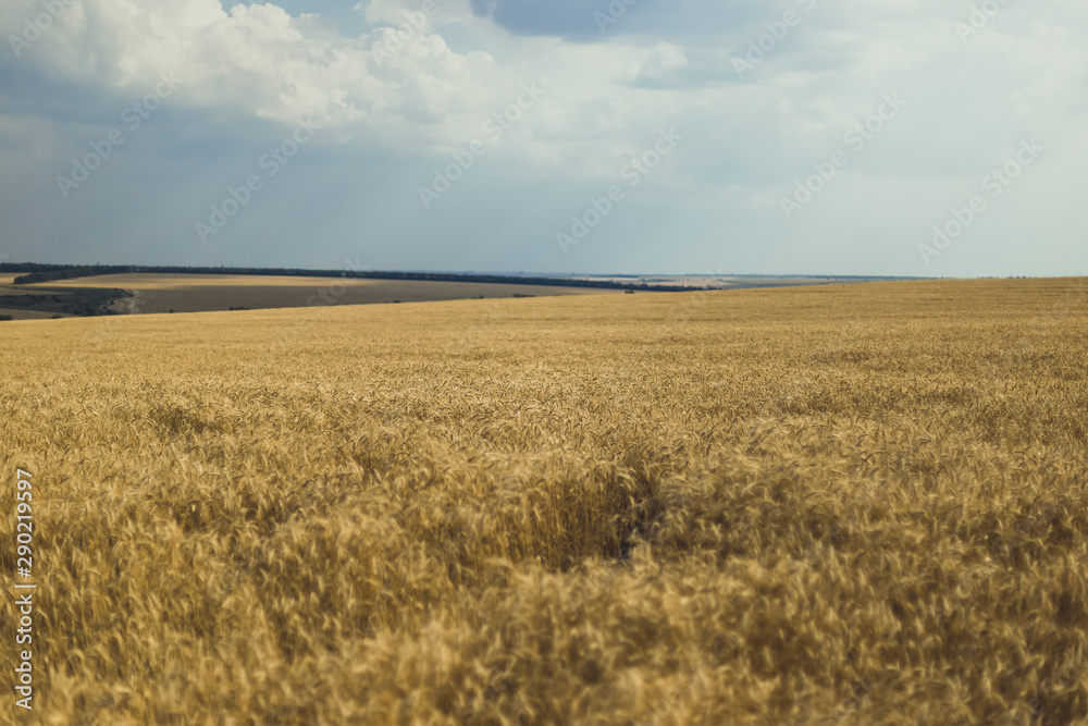 Wheat on the field. Plant, nature, rye. Rural summer field landscape