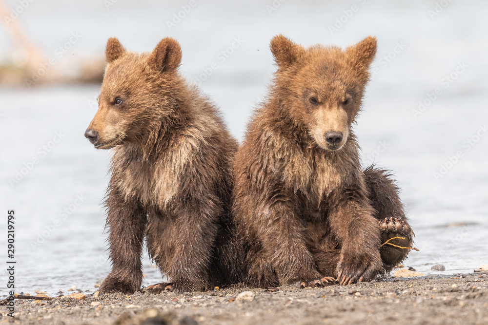 Ruling the landscape, brown bears of Kamchatka (Ursus arctos beringianus) Ruling the landscape, brown bears of Kamchatka (Ursus arctos beringianus)