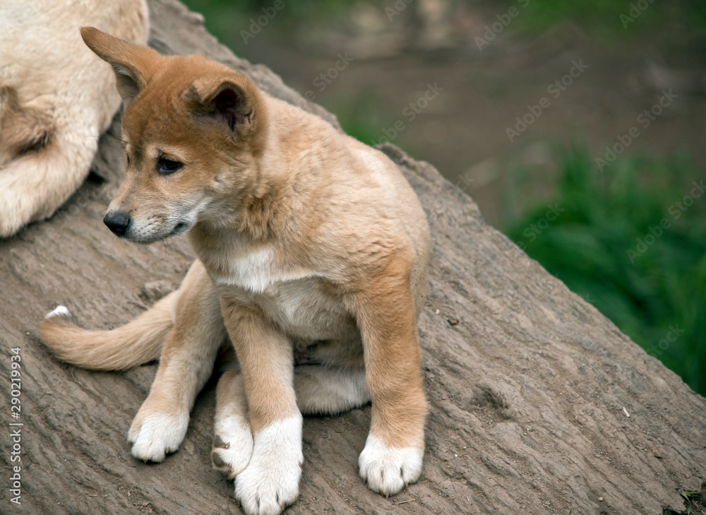 the 8 week old golden dingo is checking his surroundings the 8 week old golden dingo is checking his surroundings