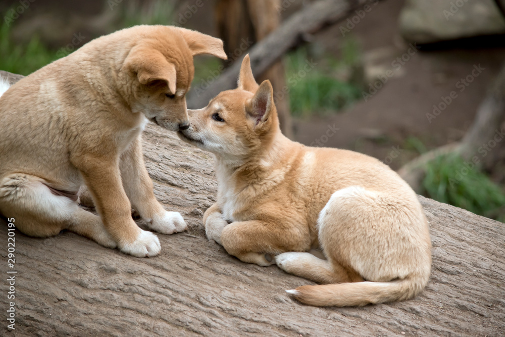the two dingo puppies are sharing a kiss. the two dingo puppies are sharing a kiss.