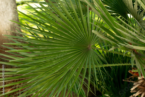 Leaves of palm tree close up. Tropical texture.