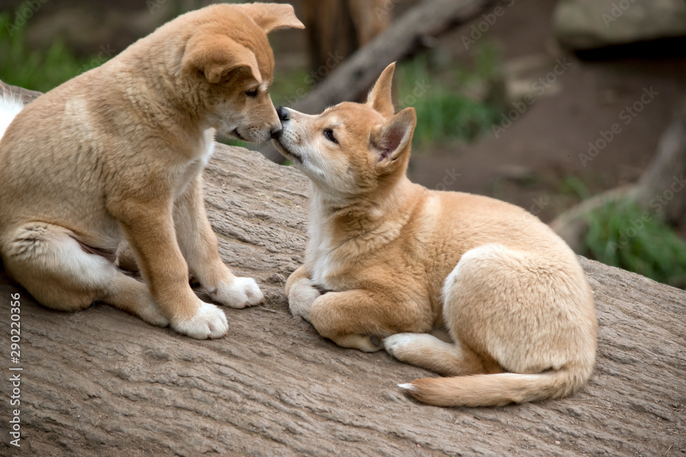 the two dingo puppies are sharing a kiss.