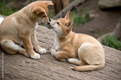 the two dingo puppies are sharing a kiss. © susan flashman
