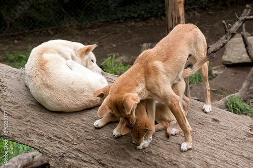 mother, father and dingo puppy © susan flashman