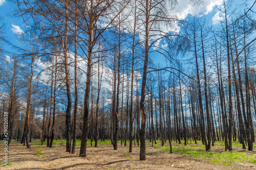 The dead pine forest after last year wildfire in sunny day