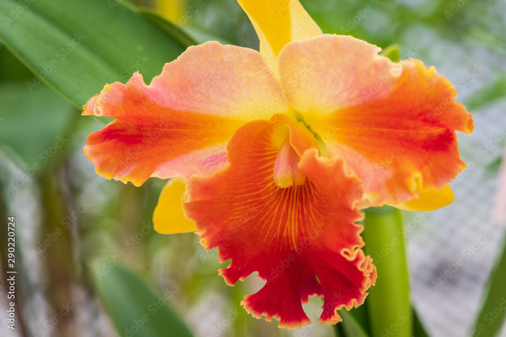 Fototapeta premium Autumn greenhouse with unique plants