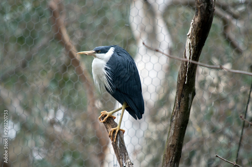 pied heron is perched on the tree photo