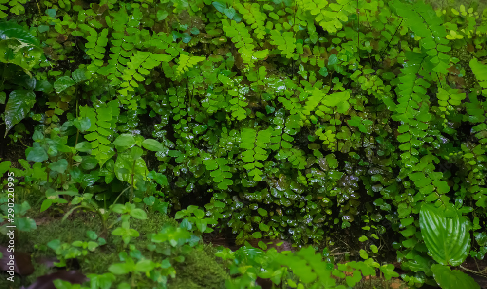 Green natural background.ferns leaves in garden background 