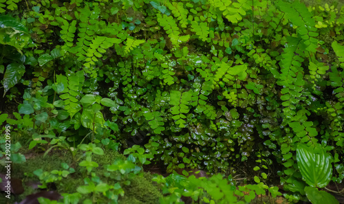 Green natural background.ferns leaves in garden background  © Chinnachote