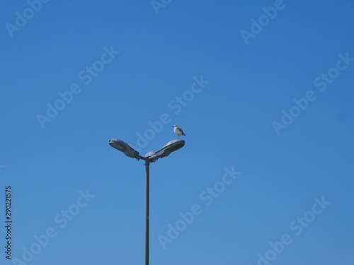 A lonely seagull sits on a road lamp
