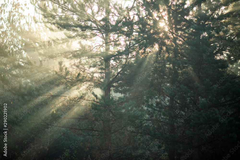 Image of dense forest with rays of sun.