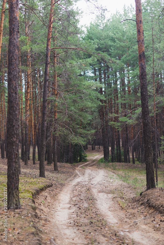 Obraz premium Autumn road in a pine forest